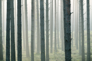 Strong beautiful fog in the forest